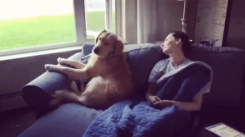 16 lý do khiến ai cũng thích mê những chú chó Golden Retriever - Ảnh 13.