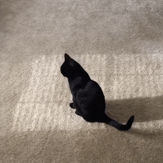15 khoảnh khắc đáng yêu của đám mèo đen trong ngày Halloween - Ảnh 17.