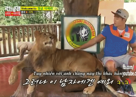 Anh hổ Kim Jong Kook mà đụng độ sư tử thì sẽ như thế nào? - Ảnh 3.
