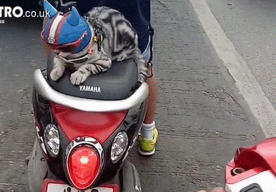 Chú mèo đội mũ bảo hiểm khi đi xe máy cực nghiêm chỉnh - Ảnh 2.