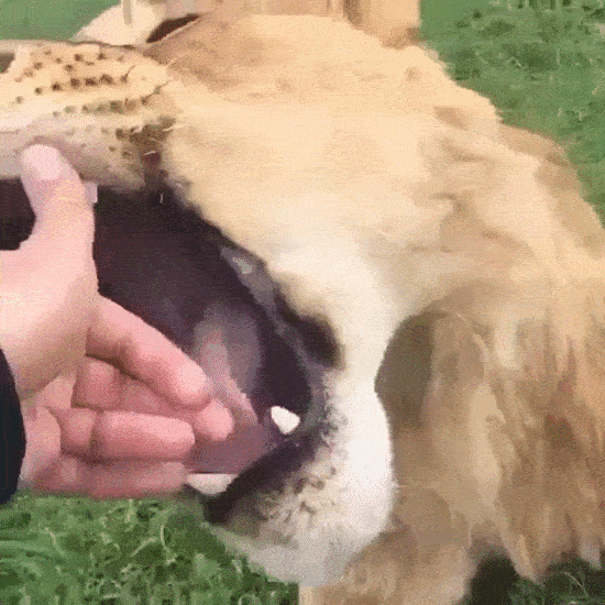 16 kẻ to gan d&aacute;m đ&ugrave;a giỡn với Thần Chết - Ảnh 25.