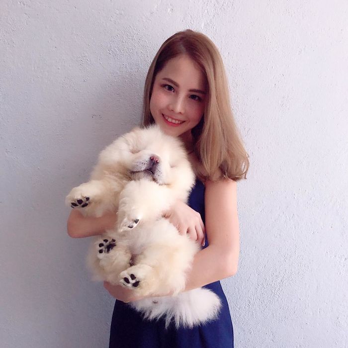 Đã béo lùn lại còn chân ngắn, chú chó cục bông di động vẫn cứ là xinh ...