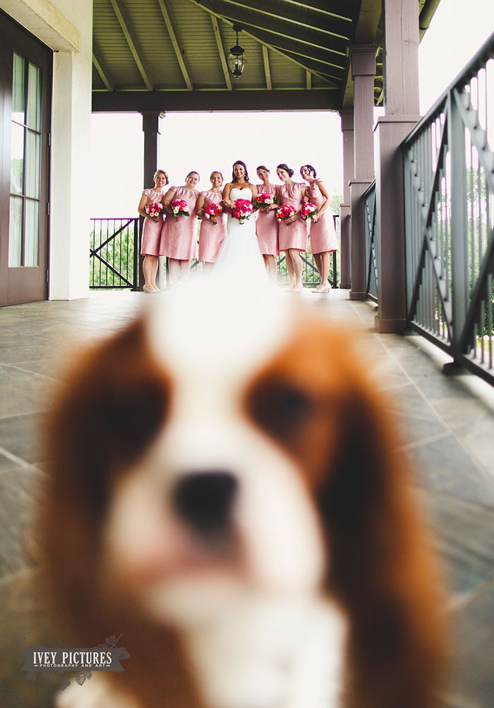 funny-wedding-photobombs-136-5a00391b2a4