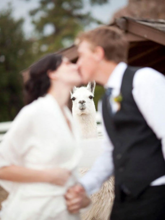 funny-wedding-photobombs-144-5a005582ad0