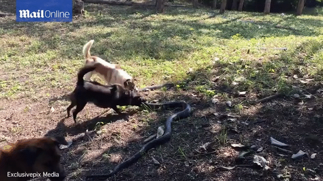 Vídeo: Al ver a su dueño amenazado por una cobra, 4 valientes perros se apresuraron a atacar a pesar del peligro - Foto 2.