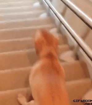 14 kiểu đi cầu thang chẳng giống ai của các boss chó mèo - Ảnh 11.