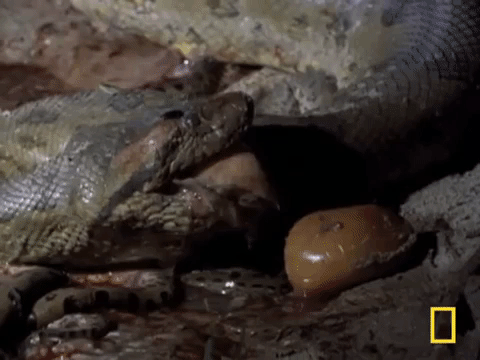 Cận cảnh trăn Anaconda - quái vật Nam Mỹ đẻ con khiến ai xem cũng rùng mình - Ảnh 6.