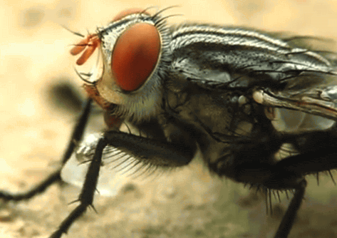 Tin được không, hóa ra loài ruồi vẫn biết rửa tay trước khi ăn đấy - Ảnh 3.