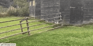 16 m&agrave;n tr&igrave;nh diễn nhảy nh&oacute;t như phim chưởng của hội nh&agrave; ch&oacute; - Ảnh 1.