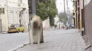 16 m&agrave;n tr&igrave;nh diễn nhảy nh&oacute;t như phim chưởng của hội nh&agrave; ch&oacute; - Ảnh 21.