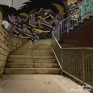 16 m&agrave;n tr&igrave;nh diễn nhảy nh&oacute;t như phim chưởng của hội nh&agrave; ch&oacute; - Ảnh 15.