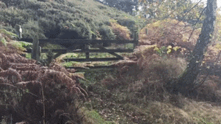 16 m&agrave;n tr&igrave;nh diễn nhảy nh&oacute;t như phim chưởng của hội nh&agrave; ch&oacute; - Ảnh 27.