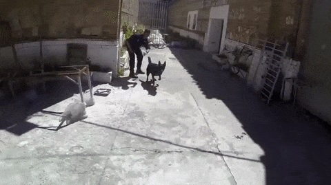 16 m&agrave;n tr&igrave;nh diễn nhảy nh&oacute;t như phim chưởng của hội nh&agrave; ch&oacute; - Ảnh 25.