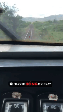 Clip: Đàn dê lao lên đường ray đúng lúc đoàn tàu chạy qua và cái kết thương tâm - Ảnh 2.