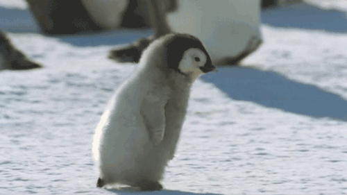 15 hình ảnh minh chứng vì sao chim cánh cụt là linh vật mùa đông - Ảnh 25.