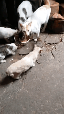 Clip: Chú chuột vô tư ăn cơm cùng cả đàn mèo khiến dân mạng đau đầu - Ảnh 2.
