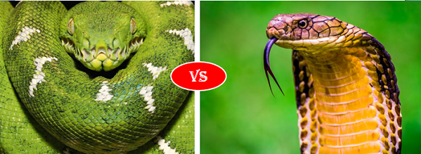 Trăn Anaconda vs rắn hổ mang chúa - quái vật đụng độ, loài nào thắng? - Ảnh 1.