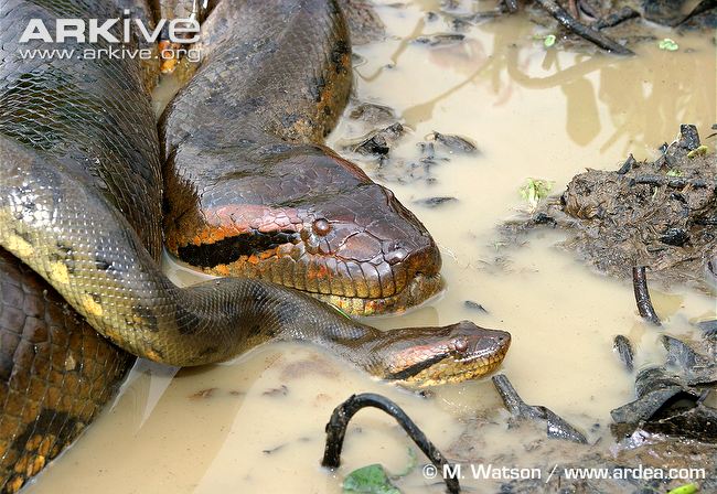 Sự thật: Có phải trăn Anaconda không bao giờ ngừng lớn? - Ảnh 3.