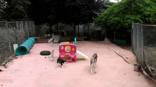 16 khoảnh khắc yêu ơi là yêu của những chú chó Husky - Ảnh 21.