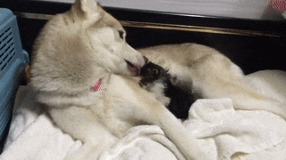16 khoảnh khắc yêu ơi là yêu của những chú chó Husky - Ảnh 25.