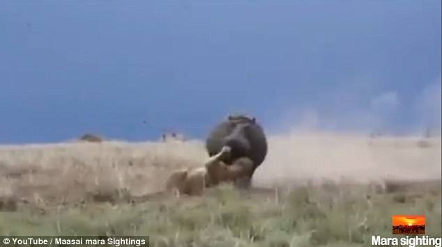 Ch&uacute;a tể rừng xanh dũng m&atilde;nh chạy t&oacute;e kh&oacute;i v&igrave; bị h&agrave; m&atilde; chậm chạp đuổi đ&aacute;nh - Ảnh 3.