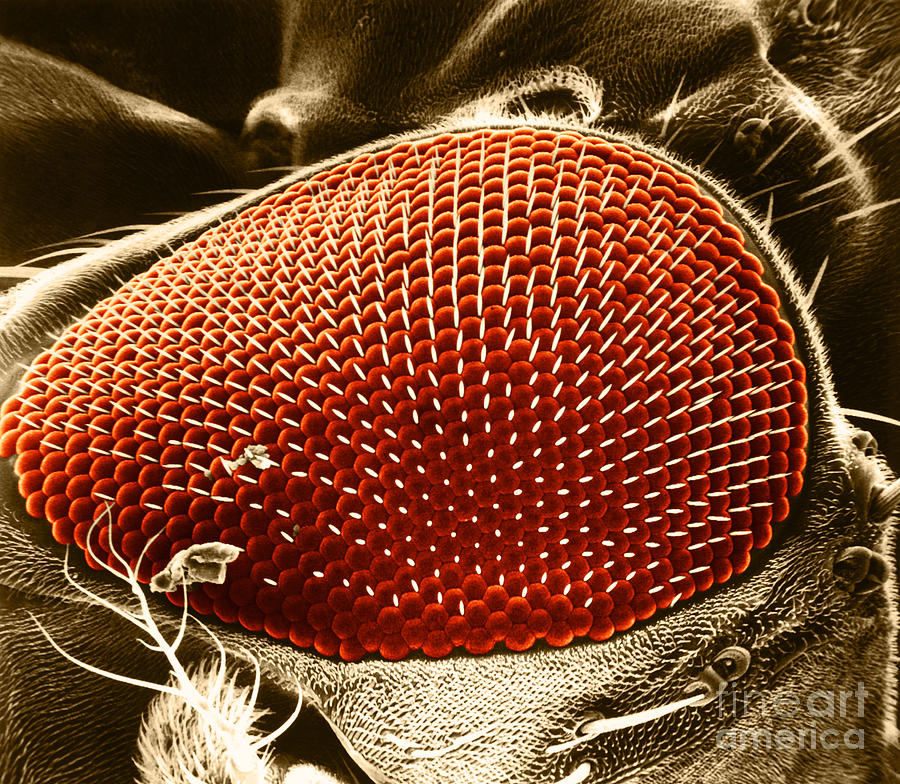 Фасеточное зрение. Фасеточные глаза под микроскопом. Глаза мухи под микроскопом. Лапка мухи под микроскопом. Нога мухи под микроскопом.