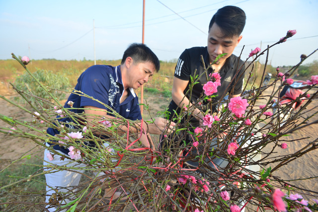 Hà Nội: Đào, quất nở sớm, nhiều người Nhật Tân lo mất Tết - Ảnh 8.