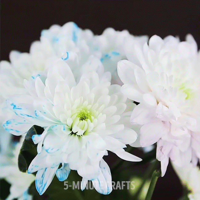 Mẹo hay giúp tạo màu như ý muốn cho cành hoa thêm lạ xinh - Ảnh 6.