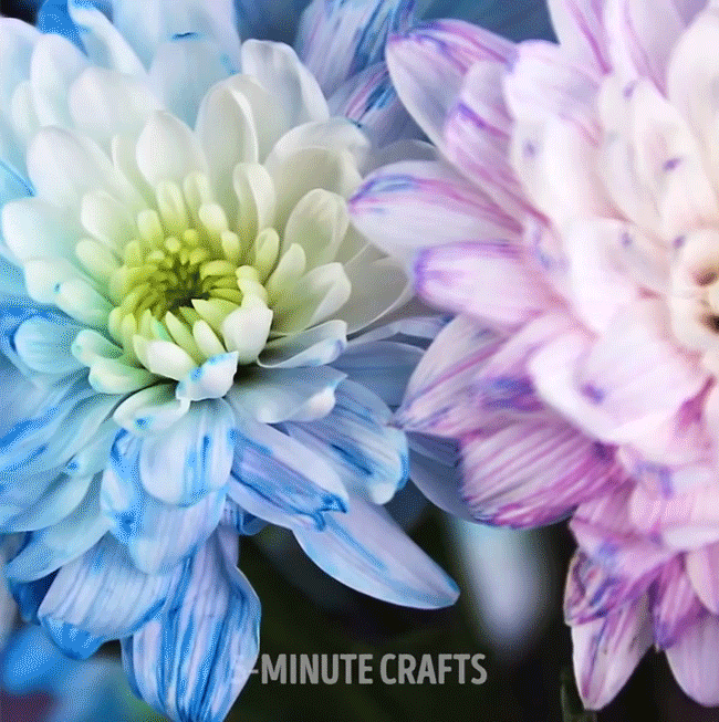 Mẹo hay giúp tạo màu như ý muốn cho cành hoa thêm lạ xinh - Ảnh 7.