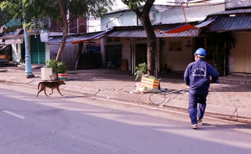 Trọn bộ cẩm nang cứu chó khi chó bị bắt vì thả rông không rọ mõm ngoài đường - Ảnh 1.