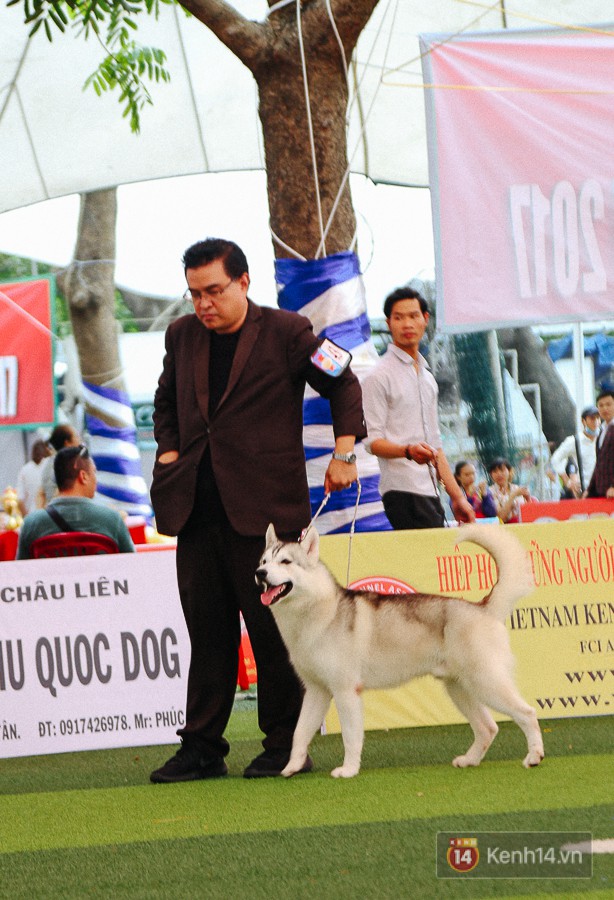 Ngắm những chú chó quý tộc giá nghìn USD tại Dog show 2017 ở Sài Gòn - Ảnh 5.