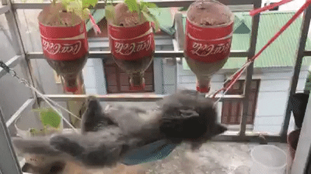 Đu đưa trên võng say giấc nồng, còn ai sướng được bằng chú mèo này! - Ảnh 1.