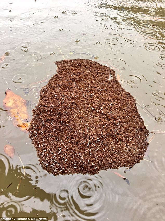 Hàng trăm nghìn con kiến lửa bám thành tổ lớn trôi nổi giữa dòng nước lũ - Ảnh 2.
