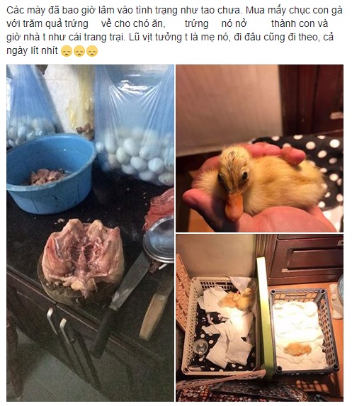 Mua mấy chục quả trứng về chăm c&uacute;n cưng, c&ocirc; bạn bất ngờ trở th&agrave;nh b&agrave; mẹ bất đắc dĩ của đ&agrave;n vịt con - Ảnh 1.