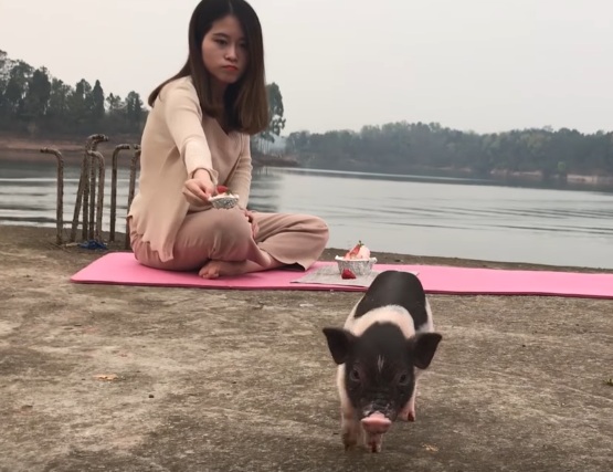 Thánh ăn vụng dùng bình chữa cháy làm kem dâu khi đi picnic cùng... lợn - Ảnh 6.