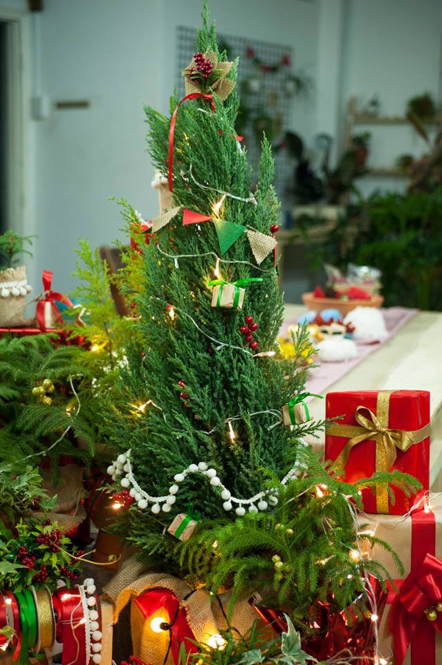 Noel năm nay, giới trẻ hai miền thi nhau mua c&acirc;y t&ugrave;ng về chăm v&agrave; chụp ảnh sống ảo - Ảnh 11.