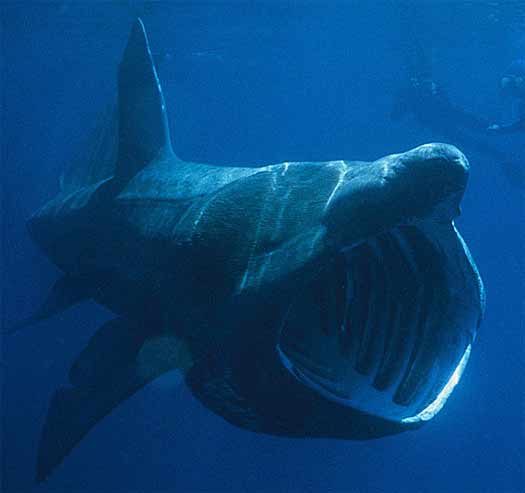Một sinh vật cực hiếm vừa xuất hiện ngoài khơi biển Indonesia - Ảnh 3.