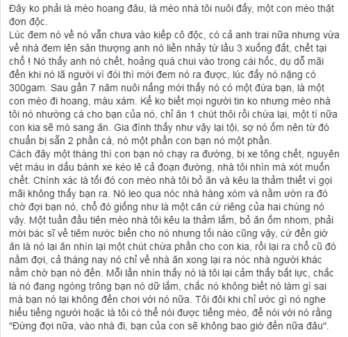 Rơi nước mắt với câu chuyện chú mèo đơn độc nằm đợi người bạn đã bị xe đâm chết - Ảnh 1.