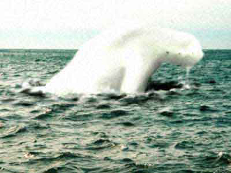 Bí ẩn chưa được giải đáp về quái vật biển khổng lồ hình người tại Nam Cực - Ảnh 6.