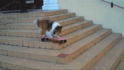 14 kiểu đi cầu thang chẳng giống ai của các boss chó mèo - Ảnh 25.