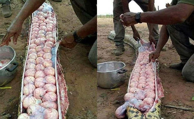 Chắc chắn bạn không biết: Quái vật Nam Mỹ - trăn Anaconda đẻ trứng hay đẻ con? - Ảnh 1. Chắc chắn bạn không biết: Quái vật Nam Mỹ - trăn Anaconda đẻ trứng hay đẻ con? - Ảnh 1.