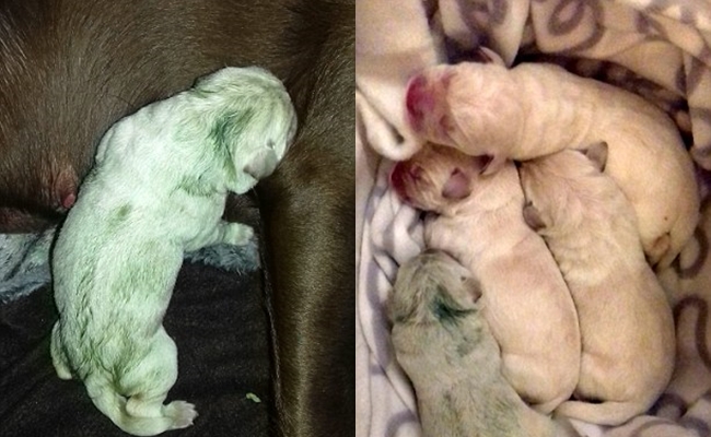 Chẳng cần nhuộm hay tẩy lông, chú chó con Labrador này cũng có màu xanh bạc hà tự nhiên cực chất! - Ảnh 1.