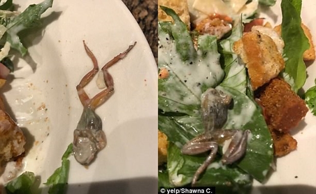 Phát hiện con ếch chết trên đĩa salad, thực khách không được bồi thường, lại còn phải trả tiền đồ uống - Ảnh 1.