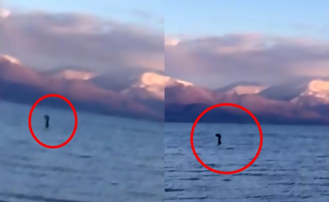 Sinh vật bí ẩn giống quái vật hồ Loch Ness lại xuất hiện khiến nhiều người hết sức kinh ngạc - Ảnh 2.