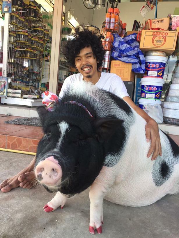 Anh chàng mua lợn cảnh mini bị lừa thành lợn khổng lồ - Ảnh 2.