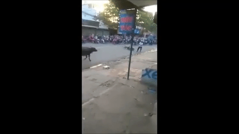 Clip: Trâu điên tấn công người, gây náo loạn đường phố Biên Hòa - Ảnh 1.