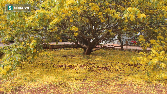 Cận cảnh c&acirc;y mai được trả gi&aacute; 2 tỷ ở Đồng Nai - Ảnh 2.