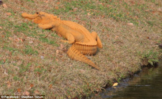 Cá sấu độc màu cam gây sốt - Ảnh 1.