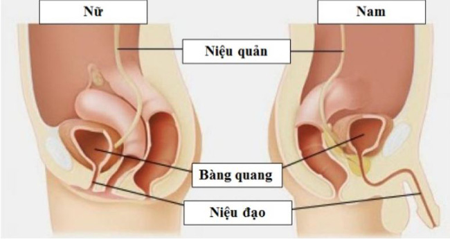 Tự khều sỏi thận, người đ&agrave;n &ocirc;ng bị vướng cỏ trong&hellip; &ldquo;chỗ hiểm&rdquo; - Ảnh 2.