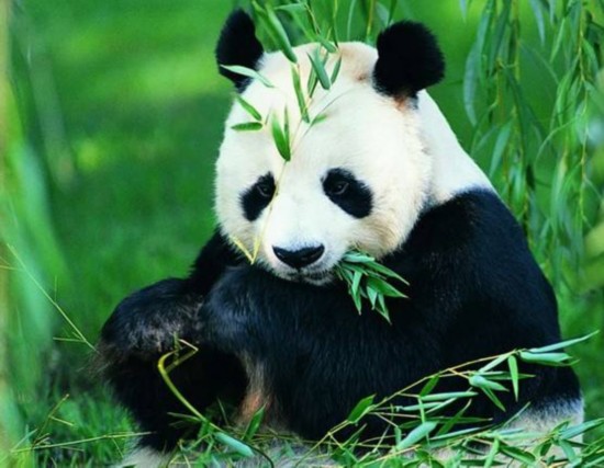 Sốc: Gấu tr&uacute;c tấn c&ocirc;ng ăn thịt d&ecirc; - Ảnh 1.